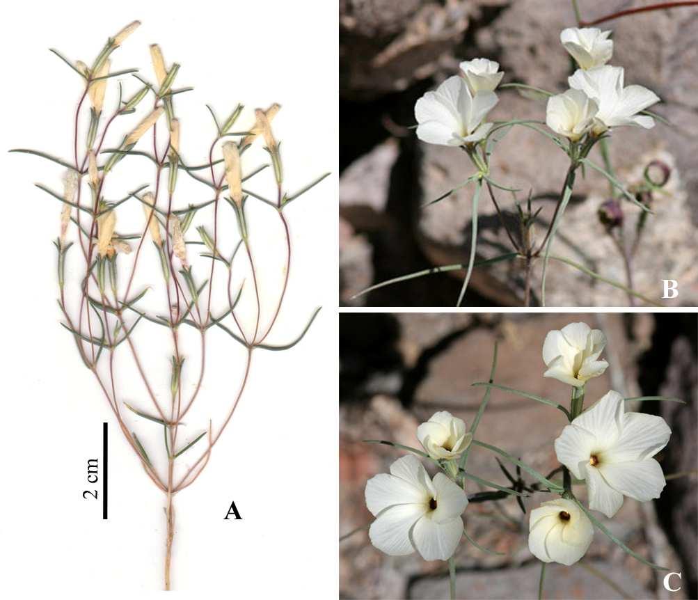 Felger et al: SW Arizona Flora, Pt. 18, Polemoniaceae 20 CP: Sand dunes (Pinta Sands) S of El Camino Diablo, 14.