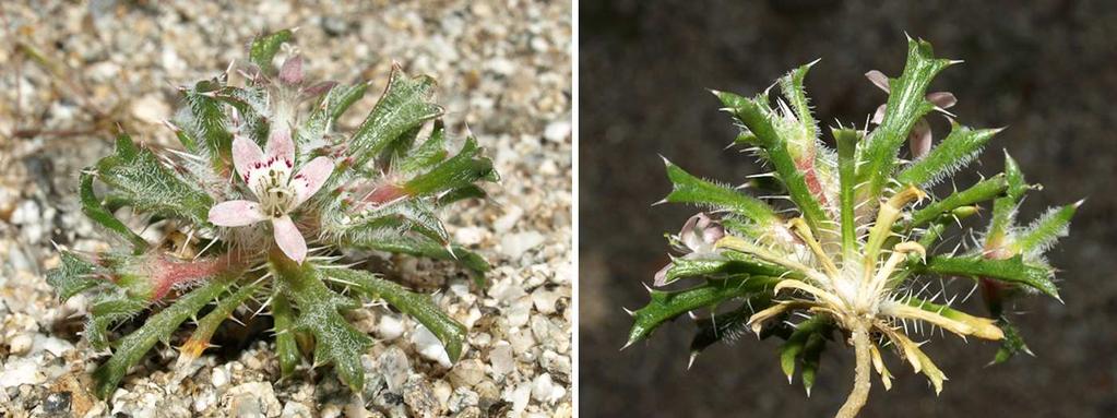 Felger et al: SW Arizona Flora, Pt. 18, Polemoniaceae 21 crisped, multicellular trichomes.