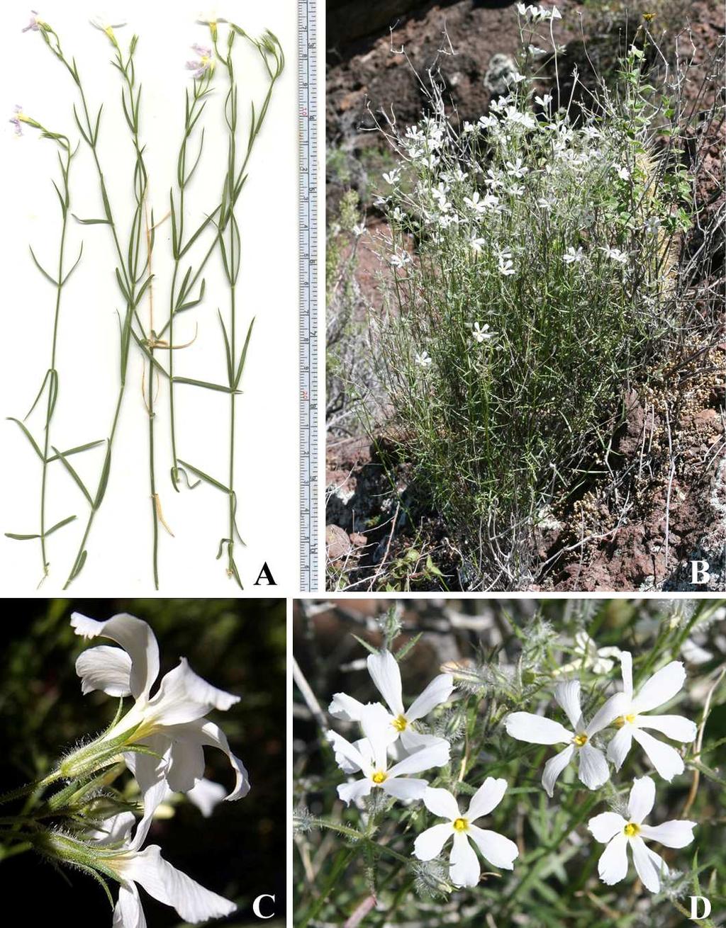 Felger et al: SW Arizona Flora, Pt. 18, Polemoniaceae 22 pedicels 7.5 40 mm long, sparsely glandular to short pilose. Calyx 7 12 mm long, the membranes flat, long pilose and with glandular trichomes.