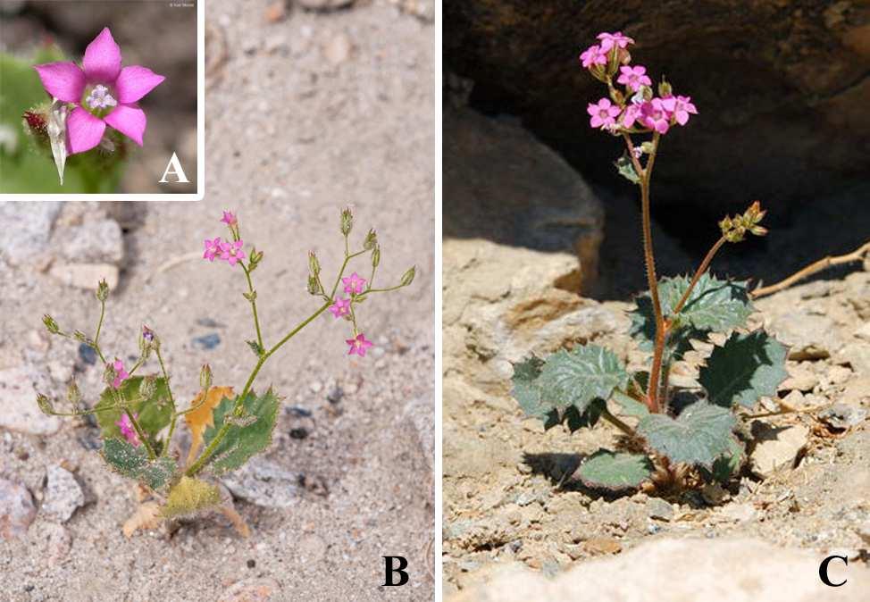 Felger et al: SW Arizona Flora, Pt. 18, Polemoniaceae 5 Figure 2. Aliciella latifolia subsp. latifolia. (A) Kelbaker Lavabeds, Mojave National Preserve, San Bernardino Co.