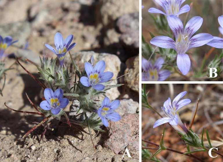 Felger et al: SW Arizona Flora, Pt.