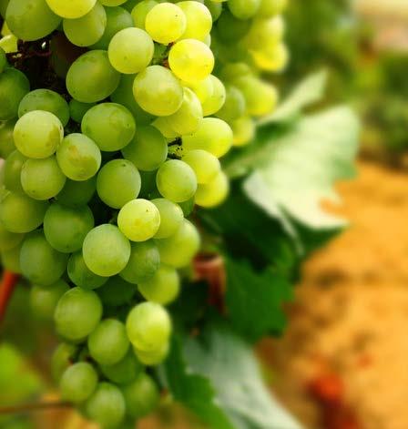 Amores White Wines We offer a full selection of quality white wines at every price