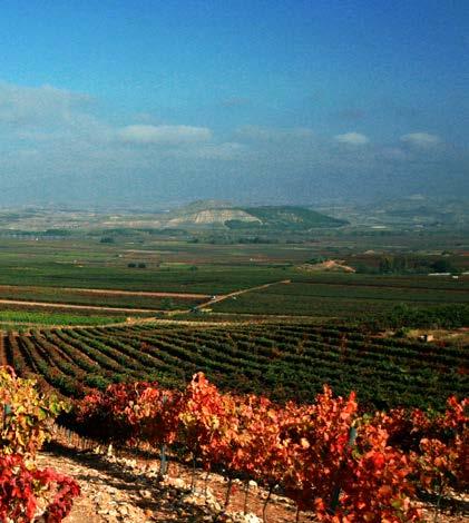 Amores Red Wines Representing vineyards from all over Spain, our red wines come from all of the