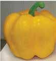 2017 Sweet Pepper Selection BELL PEPPERS ABAY This large and
