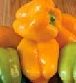 MILENA Gorgeous pepper that we grow in field but looks like a
