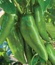 MAMMOTH Peppers are hot and turn from medium dark green to