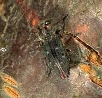 Pacific Flatheaded Borer Adults emerge April-July Lay eggs on bark Usually weak or