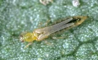 Flower thrips Migrate from foothills and