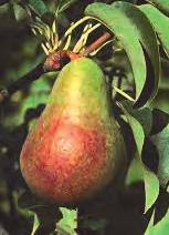 Small, sweet pear with moderately fi ne fl esh. Very similar in fl avor to D Anjou.