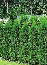 A/S = Age/Size Description of AMERICAN ARBORVITAE (Thuja occidentalis) A/S 3 yrs., 6"-12" G Sun or partial shade.
