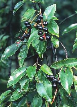 Can be used as a screen or windbreak. BLACK CHERRY (Prunus serotina) A/S 1 yr., 18"-24" G Full to partial sun.