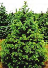 50'-80' tall & 20'-50' spread. CONCOLOR FIR (Abies concolor) A/S 4 yrs., 8"-16"+ G Full sun & easily transplanted.