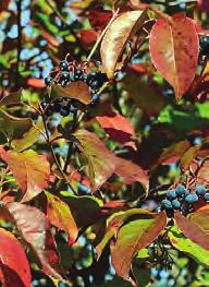 25' tall & 25' spread NANNYBERRY (Viburnum lentago) G Favors rich, moist sites. Grows in both shade and sun.