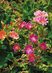 C Tight rosettes of fleshy, evergreen leaves smothered in flowers of pink, purple, yellow, red, orange, salmon, and white from
