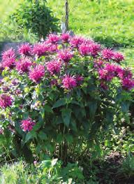 6"-8" tall MONARDA Bee Balm G Prefer full sun & moist yet well-drained C 1'-3' tall plants with pink/lavender colored flowers.