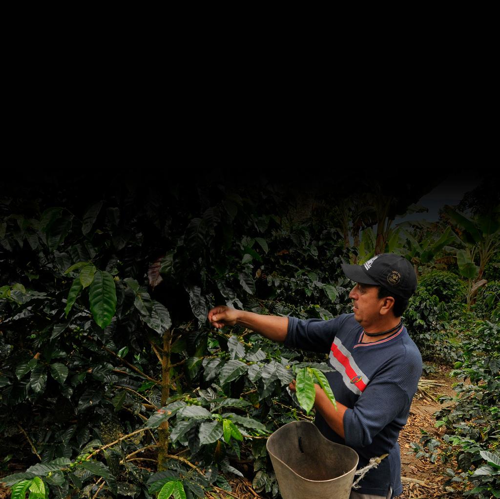 shared value and vibrant coffee communities. From the cherry... The Nespresso AAA Sustainable Quality Program is our solution for ensuring sustainable agricultural practices and for building resilience.