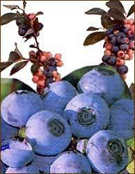 To have fruit over a long period of time you need early, mid, and late season plants. Item Table of Contents Page BLUEBERRIES... 1 EARLY-SEASON... 1 MID-SEASON... 3 LATE-SEASON... 4 BLACKBERRIES.