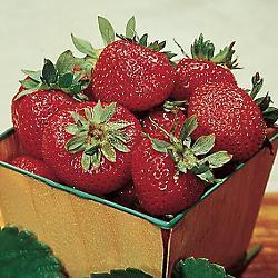 Allstar Allstar has excellent resistance to fungus diseases, greatly improving its yield and reducing labor in the garden. The large, juicy-sweet berries are great for eating fresh or for freezing.