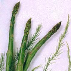 ASPARAGUS Jersey Knight An all-male variety, Jersey Knight is extremely vigorous, has large, succulent spears and quickly attracts a loyal following.