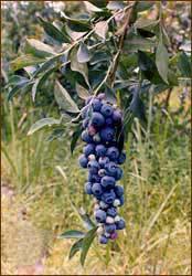 In south Georgia, the harvest starts in early June and lasts about 20 days. If the bushes are treated with gibberellic acid, the harvest period can be much longer. Plants grow upright and open.