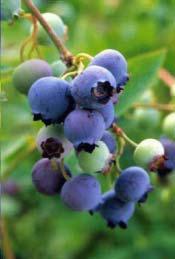 Under favorable conditions, berries size well throughout the season and production is high, thus making it an excellent pick your own variety.