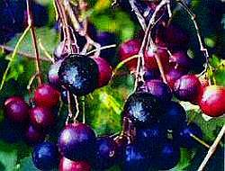 Nesbit (Self-Fertile) pollinating The Nesbit black muscadine is very productive and ripens over a