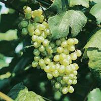 Scuppernong (female, must have at least 1 self-fertile variety muscadine planted near it to ensure pollination) The oldest cultivated variety, but still one of