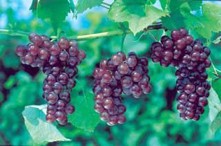 Thompson Seedless Green seedless, ripens in early mid-season. Top commercial green grape.