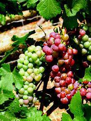 Reliance The seedless Reliance grape produces pink-fruited seedless grapes that tops for flavor and texture.