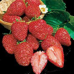 RASPBERRIES Latham raspberries are one of the oldest raspberry cultivars. They are hardy in cold areas but may develop some mildew problems in humid weather.