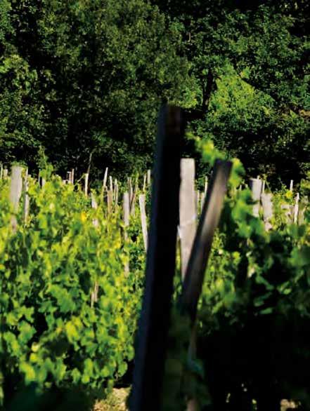 lonia Julia Arausio» who were based in the town of Orange during the 1st century B.C. As evidence there are still Gallo-Roman vats in the wine cellars of Domaine de Saint Cosme.