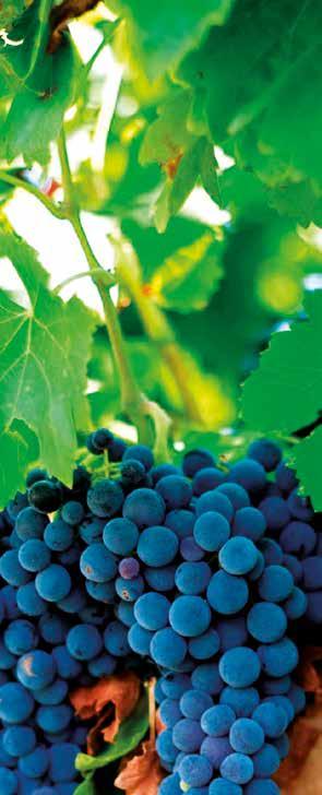 Gigondas, it wines Area under cultivation 2015: 2016: 2013: 1213 1202 1215 ha ha Production 2015: 2016: 2013: 40,884 36,934 29,703 hl hl Yield 2015: 2016: 2013: 33.5 30.70 24.