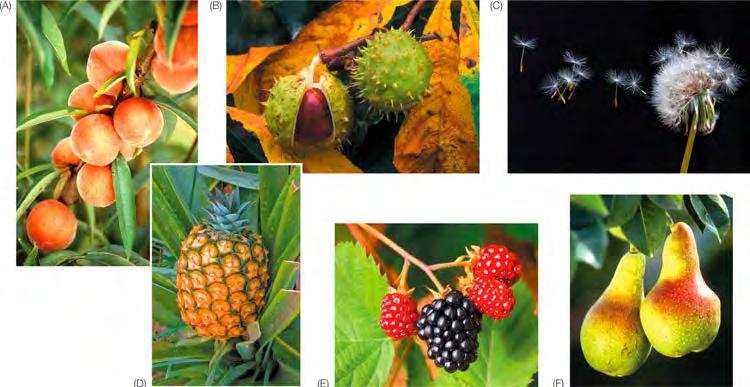 Fruits aid angiosperm seed dispersal by wind or by animals Fruit development Ovule àseed
