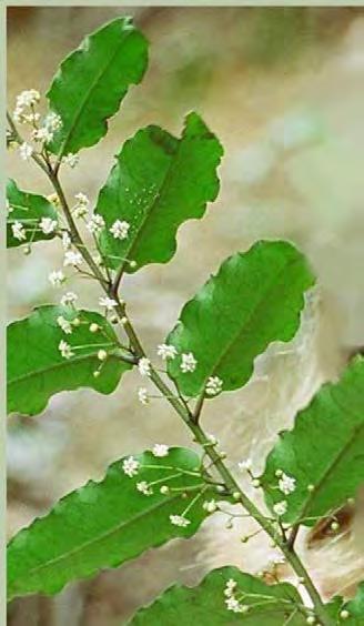 Basal angiosperms: Amborella Wood contains