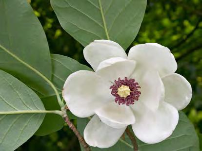 Basal angiosperms: Magnolia Large