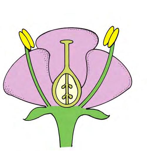 Flower parts other than the ovary