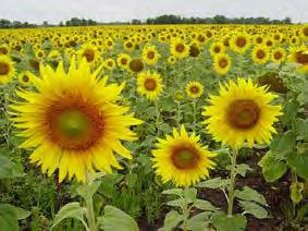 Sun flowers and