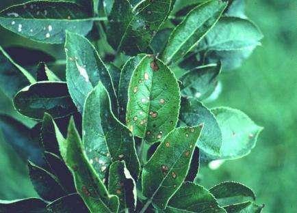 Alternaria leaf blotch Red Delicious susceptible to toxin