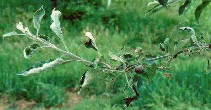 leaf infection reduces yield Russet / fruit