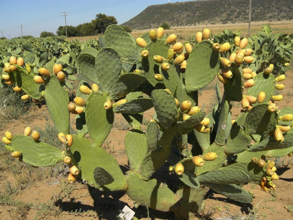 The role of CACTUS PEARS