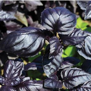 Herbs - 2017 (Spring) Basil - Amethyst The only purple Genovese-type basil.