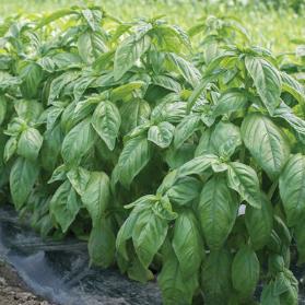 This stunning basil is nearly black in color. Height = 16-20".