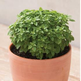 Height = 24-30" Basil - Napoletano Lettuce leaf-type with huge, frilly leaves.