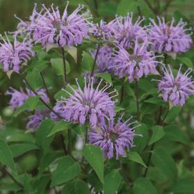 Bee Balm - Wild Bergamot Bright lavender blooms with a spicy scent.