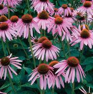 The easiest Echinacea to grow. Vigorous plants with large, purple flowers.