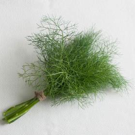 Fennel (leaf) - Grosfruchtiger Vigorous leaf production and sweet flavor. Nonbulbing type.