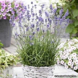 Lavender - Munstead A strain of English lavender with a compact, bushy habit.