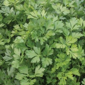 Parsley - Giant of Italy The preferred culinary variety. Huge, dark green leaves with great flavor.