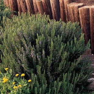 Rosemary - Upright Hardy, fast-growing evergreen shrub has an upright, rounded form and attractive flowers.