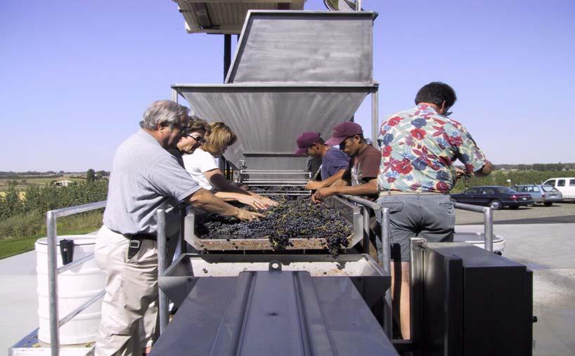 Hand sorting grapes
